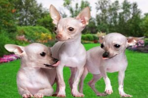 chihuahuas sin pelo