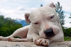 dogo argentino