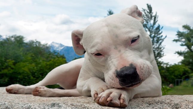 Cava paciente Dejar abajo Dogo Argentino | Carácter, alimentación y cuidados