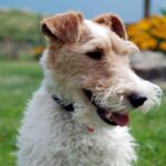 fox terrier