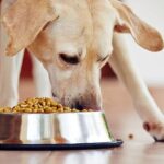 perro comiendo pienso