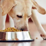 perro comiendo pienso