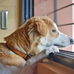 perro esperando en casa