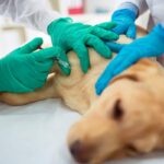 perro recibiendo un tratamiento con celulas madre
