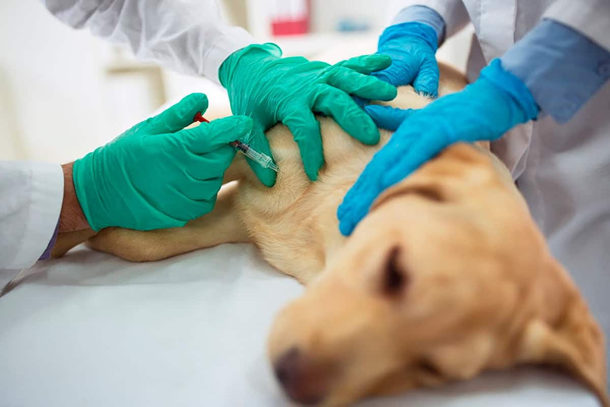 perro recibiendo un tratamiento con celulas madre