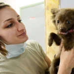 revisión veterinaria para el colapso traqueal