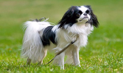 Spaniel Japonés adulto