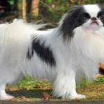 spaniel japones2