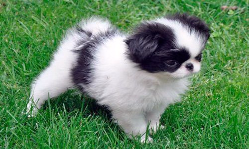 Cachorro de Spaniel Japonés