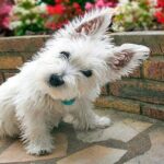 westie 03