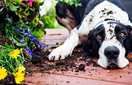 perro destrozando jardín