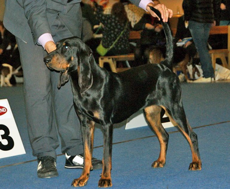Black-and-tan-coonhound