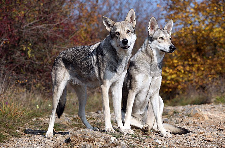 Perro-lobo-de-Saarloos