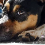 bodeguero andaluz