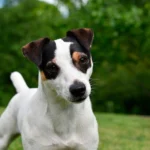 bodeguero andaluz perro