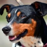 bodeguero ratonero andaluz 1 1