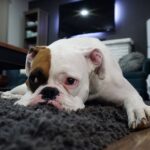 boxer con dolor en la cabeza