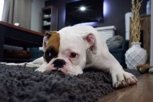 boxer con dolor en la cabeza