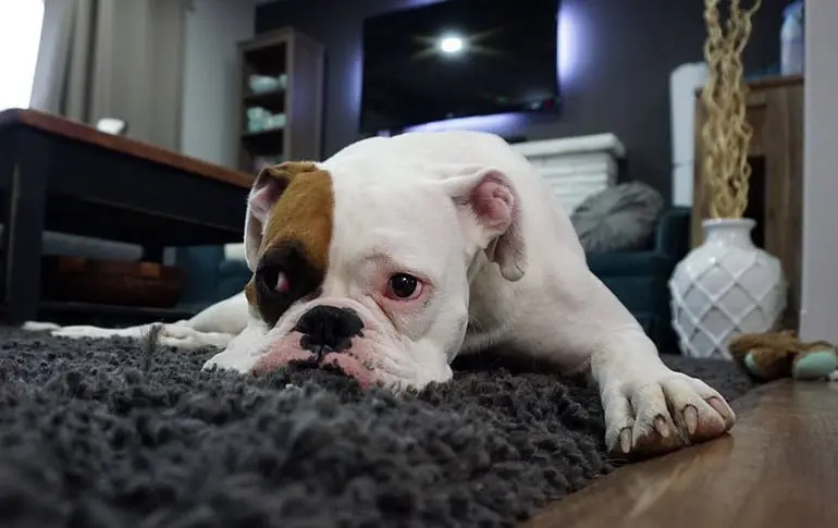 boxer con dolor en la cabeza