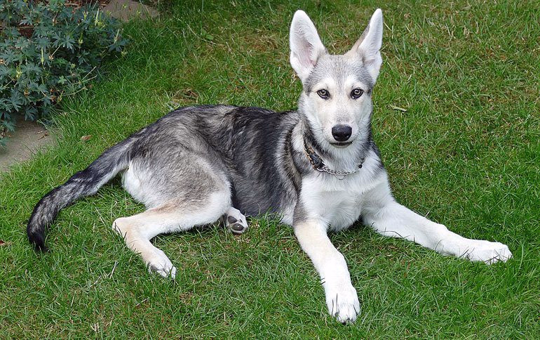 cachorro-de-Perro-lobo-de-Saarloos