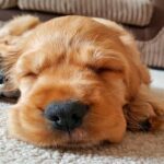 cachorro durmiendo