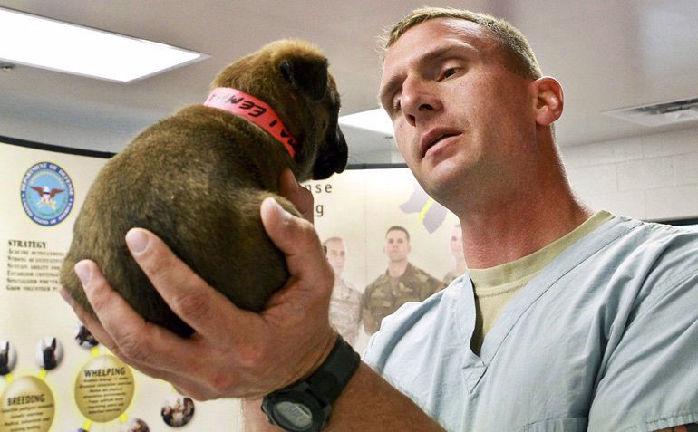 cachorro-en-el-veterinario