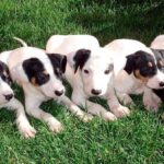 cachorros