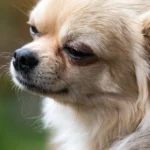 chiahuahua