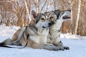 pareja de Perros lobo de Saarloos