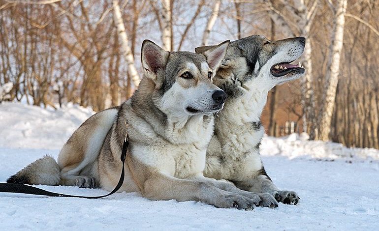pareja de Perros lobo de Saarloos