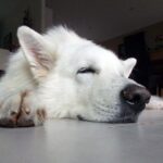 pastor suizo durmiendo