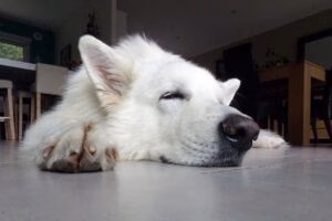 pastor suizo durmiendo