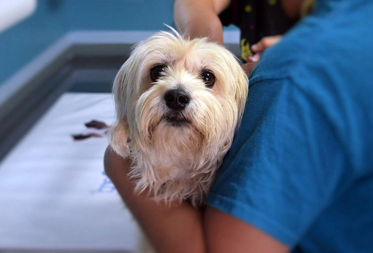 perrito-en-el-vete-con-tos