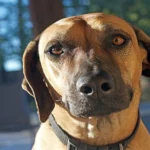 perro