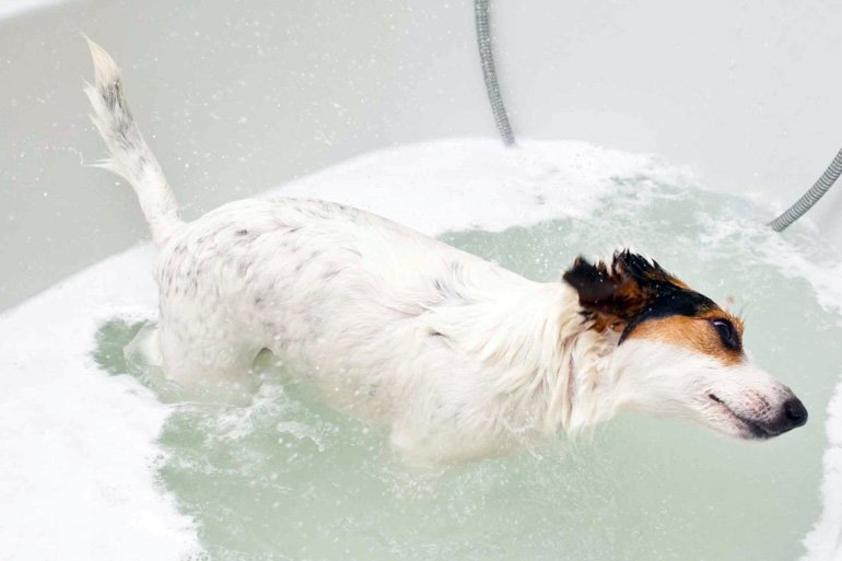 perro-bañandose-en-una-bañera