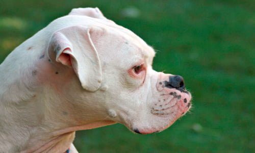 perro boxer