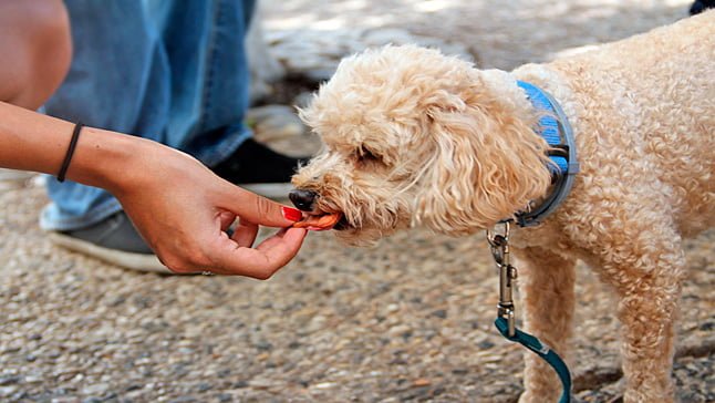 perro-comiendo-galleta