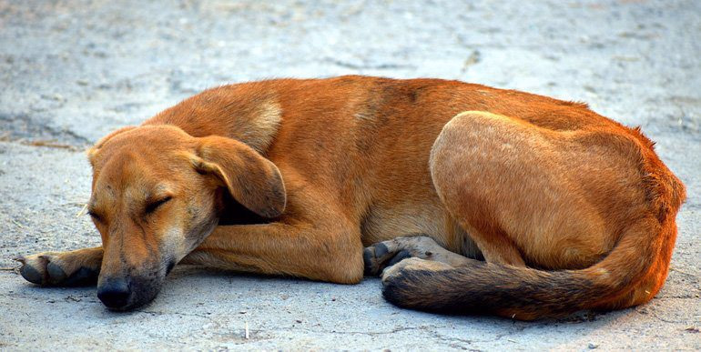 perro-con-Amiloidosis-duermiendo