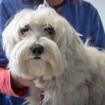 perro con Amiloidosis en el veterinario