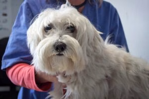 perro con Amiloidosis en el veterinario