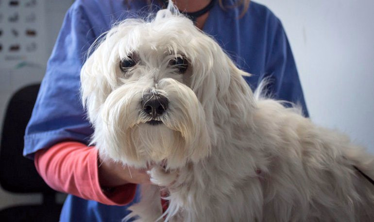 perro con Amiloidosis en el veterinario