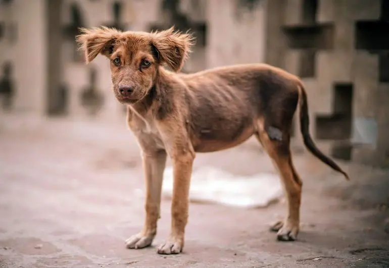 perro con anorexia