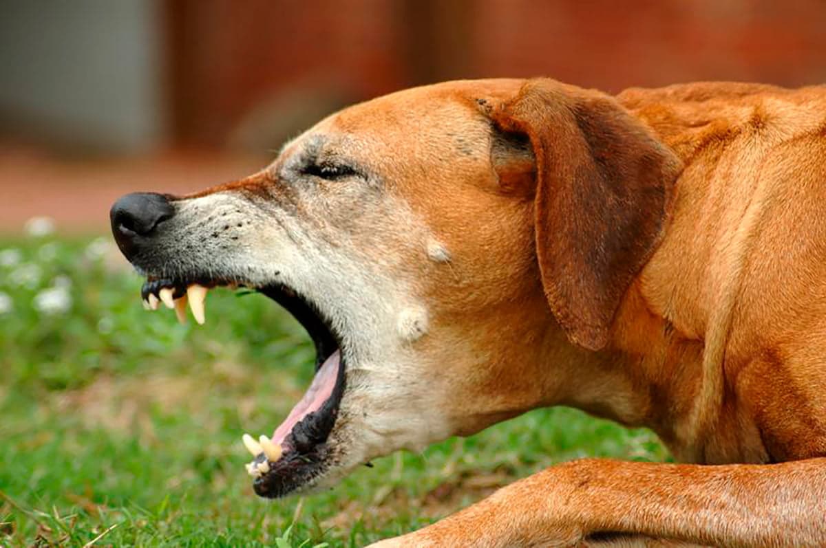 celos crisantemo Contratación Mi perro vomita espuma blanca - Causas y cómo actuar
