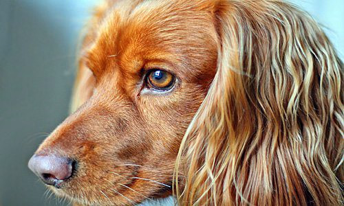 perro-con-pelo-brillante