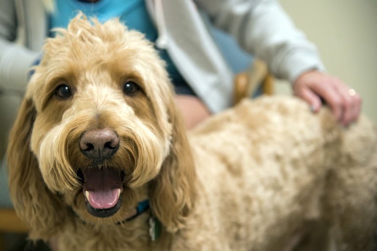 perro en clínica veterinaria