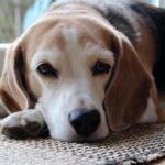 perro enfermo con edema pulmonar