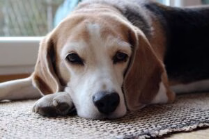 perro enfermo con edema pulmonar