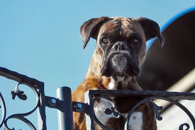 perro guardían