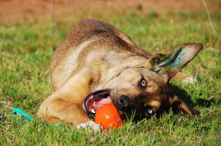perro-jugando-con-pelota