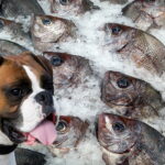 perro junto a pescado